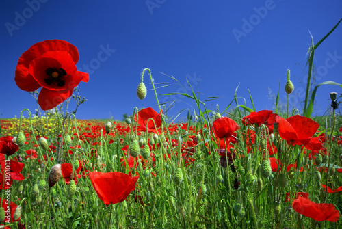 Foto: un coquelicot dans le ciel bleu un coquelicot dans le ciel bleu