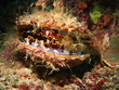 huître des maldives: spondyle