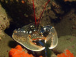 homard européen en bretagne (homarus gammarus)