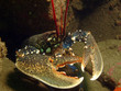 homard européen (homarus gammarus)