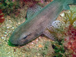 roussette (scyliorhinus canicula)