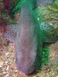 roussette (scyliorhinus canicula) en bretagne