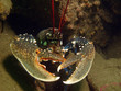 homard breton (homarus gammarus)