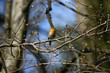 robin singing on the branch