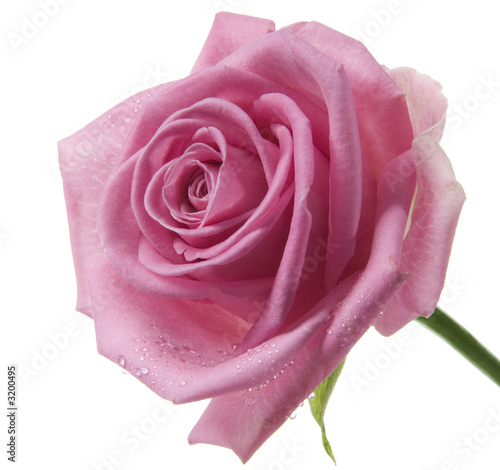 rose_rose_0318