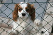 chien abandonné chien abandonné