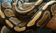 snake pattern