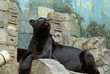 panthera