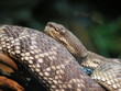 snake stare