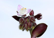 très petite fleur