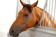 Images : equitation 5