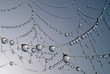 spinnennetz