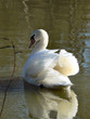 cygne