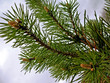 fur-tree branch