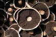 multi mushrooms