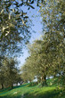 oliveto