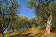 olivo