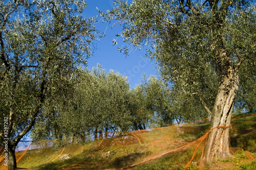Photo: olivo olivo