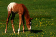 Photo: spring colt spring colt