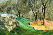 oliveto
