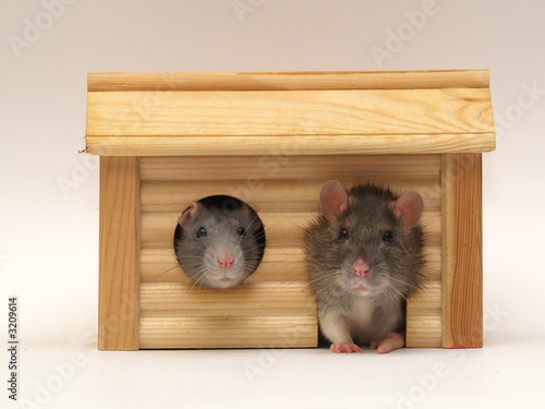 rats