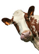 cow portrait