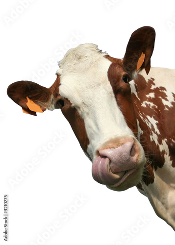 cow portrait