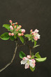 flowers of an apple-tree