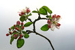 flowers of an apple-tree