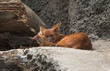 Red wolfs