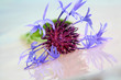 kornblume