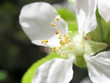apple tree flower