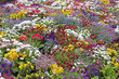 spring flowers
