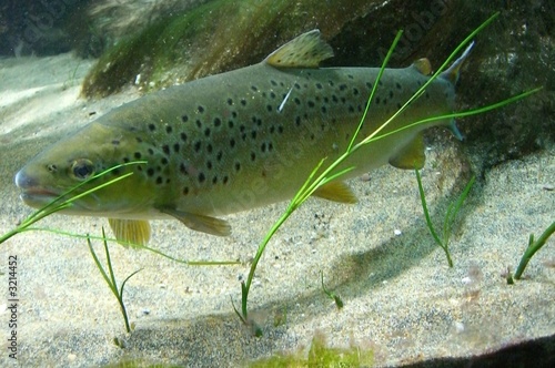 Aquarium Trout