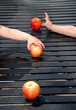 Foto: reaching for apples reaching for apples