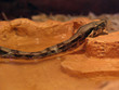 snake