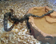 snake