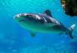 shark approaching.