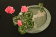 composition zen composition zen