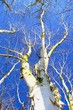 birch tree