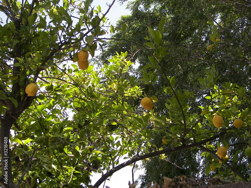 Photo: lemon tree lemon tree