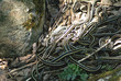 garter snake den 1