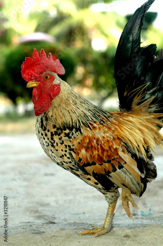a pride of a cock
