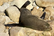 seal on rocks