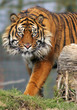 sumatran tiger