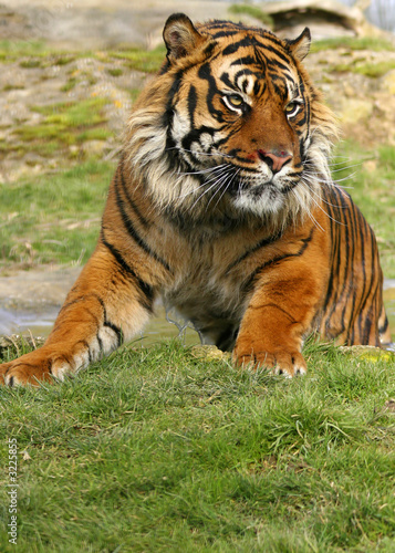 Photo: sumatran tiger sumatran tiger