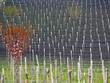 albero nel vigneto