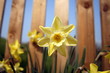 sweet yellow daffodil