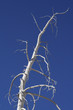 Arbre mort Arbre mort