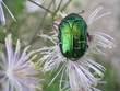 bug